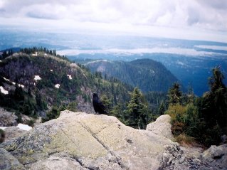 Another view from the peak with a raven in the foreground, Mount Seymour 2003-07.
